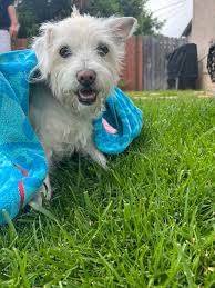 Referrals for a dog trainer for 5-month-old male puppy