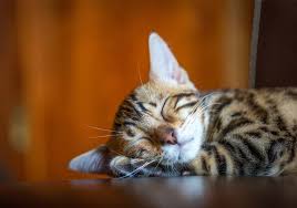 Apakah anda menyukai kucing atau benci, kita semua bisa sepakat: Fakta Unik Dan Menarik Tentang Kucing Yang Manja Dan Hobi Tidur Ini