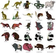 Resultat D Imatges De List Of Sea Animals