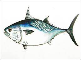 Check spelling or type a new query. Gambar Ikan Tongkol Terbesar Harga Mahal Dari Pesisir Laut