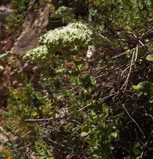 Image result for Haumaniastrum venosum