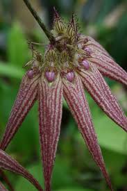Image result for Bulbophyllum stolzii