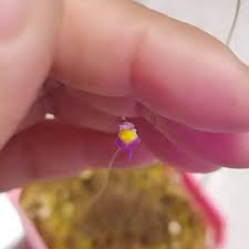 Image result for Utricularia welwitschii