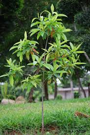 And you will start loving your gardening activity more and more. How To Grow Rudraksha Tree Elaeocarpus Ganitrus Plant Care