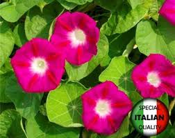 Image result for Merremia tuberosa