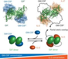 See more of ero light novel 18+ on facebook. Structural Basis Of Gm Csf And Il 2 Sequestration By The Viral Decoy Receptor Gif Nature Communications