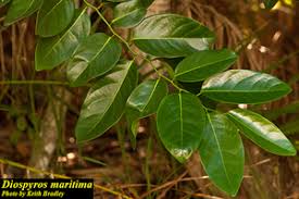 Image result for Diospyros mafiensis