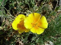 Image result for Eschscholzia
