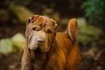 17 Charming Chinese Dog Breeds (ALL DOGS OF CHINA)