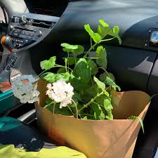 In addition to sprinkle gardens, grass, the dancing flower works as a decorative element. Crazy Daisy Flowers Gifts Posts Facebook