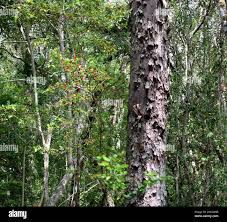 Image result for Burchellia