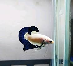 Blue Rim Marble Betta Fish Freshwater Aquarium Fish Animals Beautiful