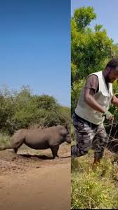 Image result for Ormocarpum trichocarpum