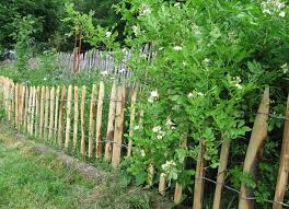 Gartenzaun Hecke Hund Zaun