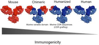 More demanding storage conditions for the clone. Scielo Brasil Advances And Challenges In Therapeutic Monoclonal Antibodies Drug Development Advances And Challenges In Therapeutic Monoclonal Antibodies Drug Development