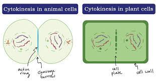 Cytokinesis in animal cells forms a division plate and around this area, the cytokinetic furrow forms. Cytokinesis Definition And Process In Animal And Plant Cells