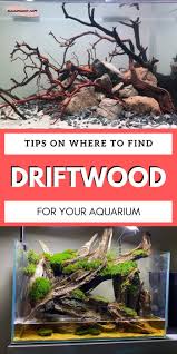 Check out our aquarium driftwood selection for the very best in unique or custom, handmade pieces from our pet supplies shops. Where And How To Find Driftwood For Your Aquarium Aquanswers