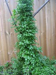 Image result for Asparagus asparagoides