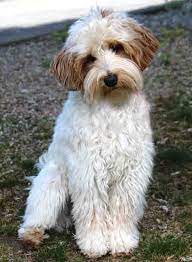 1 the top rated undermount kitchen sinks comparison table. Parti Australian Labradoodle Cora Daisy Hill Australian Labradoodles