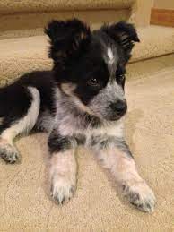 Border Collie Blue Heeler Mix This Little Guy Is So Adorable I Just Love Him Bordercollie Hunde Hundebabys Niedliche Hunde