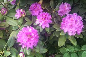 Falls sie interesse am erwerb dieser. Rhododendron Blutenspektakel