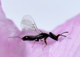 Résultat de recherche d'images pour "fig wasps in florida"