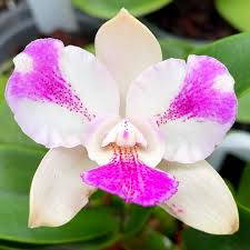 Image result for Eulophia calantha