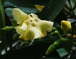 Image result for Voacanga thouarsii