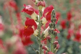 Image result for Antirrhinum majus