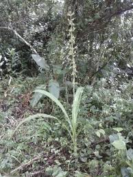 Image result for Eulophia leachii