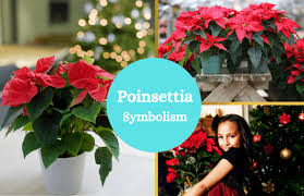 To avoid this problem, always wash your hands after handling your poinsettia. Poinsettia Symbolism And Meaning Symbol Sage