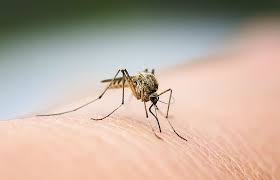 Erhalten sie bei zava ein rezept für die vorbeugende behandlung. Malaria Symptome Verlauf Behandlung Nach Muckenstich Minimed At