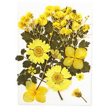 Aug 27, 2021 · there are countless ways to use edible flowers: Buy 12pcs Resin Pressed Dried Flowers Natural Dried Flower Herbs Soap Candle Making At Affordable Prices Free Shipping Real Reviews With Photos Joom