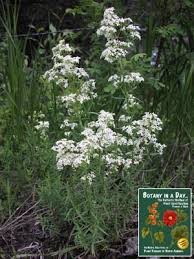 Image result for Rubiaceae