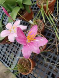 Image result for Zephyranthes minuta