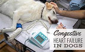 Congestive Heart Failure In Dogs Caninejournal Com