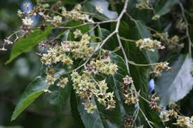 Image result for Homalium