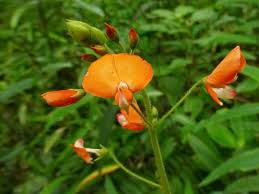 Image result for Hylodesmum repandum