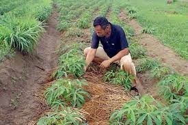 5 cara menanam ubi kayu | berkebun singkong. Lebak Genjot Produksi Ubi Kayu
