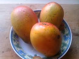 Mango Tree — Stock Photo © Twiggy_Jam #75302021