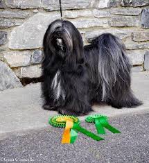 In addition to coat care, you will also need to care for your. News 2015 Terrier Puppies Tibetan Terrier Lhasa Apso
