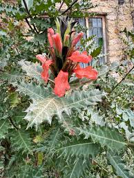 Image result for Acanthopale confertiflora
