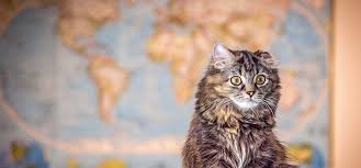 If your cat won't comfortably fit in the carriers that store under the seats, this is probably the. Tips For Safe Car Travel With Your Cat Blue Buffalo