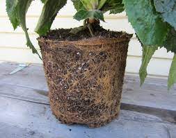 Revive Your Dying Indoor Plant 6 Ways
