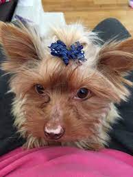 Adopt Bentley On Petfinder Yorkshire Terrier Puppies Yorkshire Terrier Yorkshire Terrier Dog
