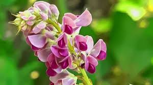 White ones signify purity, pink ones signify. Take A Look At Different Species Of Flowers And Flower Names