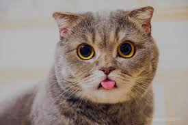 Komuniti Pangsapuri Seri Nuang Bbsa Sek U11 Jangan Pelihara Kucing Jika Menyusahkan Keluarga Jiran