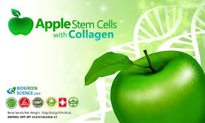 Image result for stemcell apel swiss