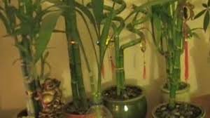 Your lucky bamboo plant will also grow best in temperatures between in 65°f and 90°f. Vastu For Bamboo Plant Location Direction Useful Tips Decorchamp
