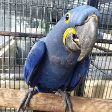 Shop for dogs, cats, fish, small animals and more. Roberts Petshop The Hyacinth Macaw It Is The Largest Facebook